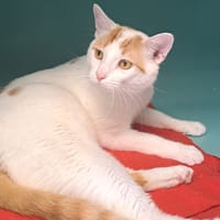 TADASHI C, chat à adopter