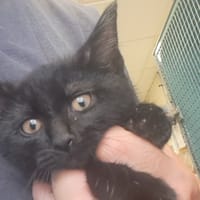 IZUMI C, chatte à adopter