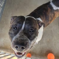Sapristi, chien à adopter