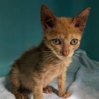 FIRE, chat à adopter