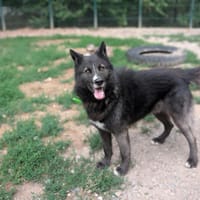 PACA, chien à adopter