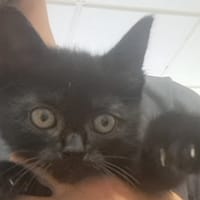 HAKU C, chat à adopter