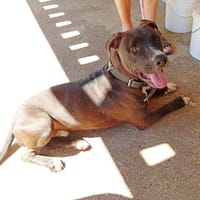 Tomy, chien à adopter