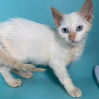 BLANCHE NEIGE, chatte à adopter