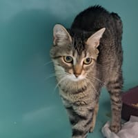 AIKO C, chatte à adopter