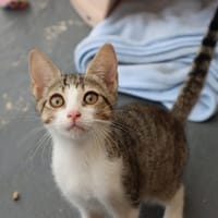 SAM, chat à adopter