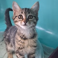 RIKU C, chatte à adopter