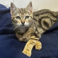 ALBUS, chat à adopter