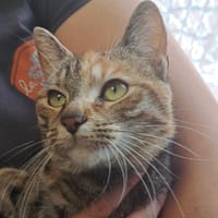 SEN C, chatte à adopter
