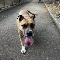 MALCOM VAA, chien à adopter