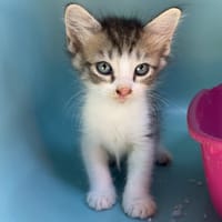 NALA, chatte à adopter