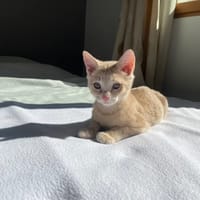 OTTO A17113, chat à adopter