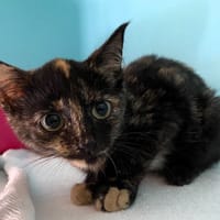 PEPITA, chatte à adopter