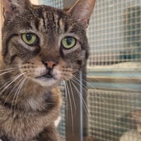 LOCKHART, chat à adopter
