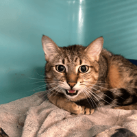 SIRONA, chatte à adopter