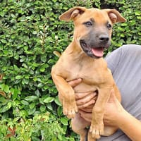ALYA, chienne à adopter