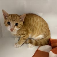 ATLAS, chat à adopter