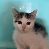MALIBU, chat à adopter