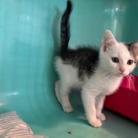 HAWAI, chat à adopter