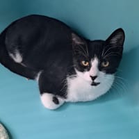 YOKO C, chat à adopter