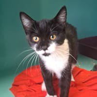 SORA C, chatte à adopter