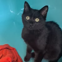 YOKAI C, chat à adopter