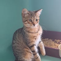 CHIYO C, chatte à adopter