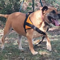 Merise, chienne à adopter