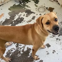 CACAHUETE, chienne à adopter