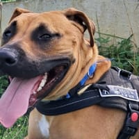 SEVEN, chienne à adopter