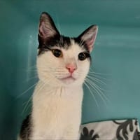 Remy, chat à adopter