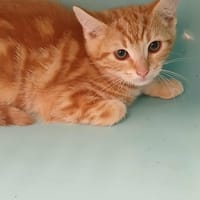 SALTO, chatte à adopter