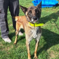NALA, chienne à adopter
