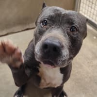 LYON VAA, chien à adopter
