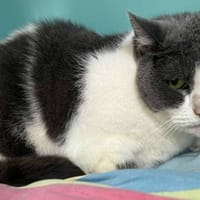 ZERLINE, chatte à adopter