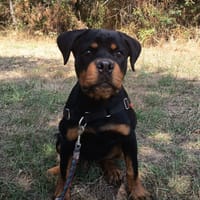Caline, chienne à adopter