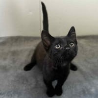 HERMIONE, chatte à adopter