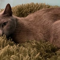 SAPHIR, chatte à adopter
