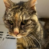 VIOLETTE, chatte à adopter