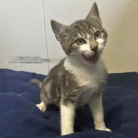 HARRY, chat à adopter
