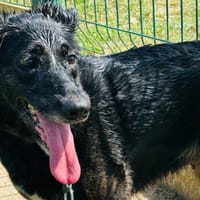 LILOU, chienne à adopter