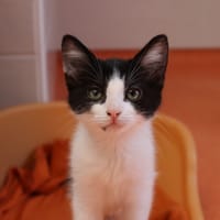 MIRABEL, chatte à adopter