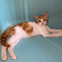 CUPCAKE, chatte à adopter