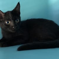 COLA, chatte à adopter