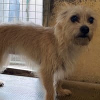 SMARTIES, chienne à adopter