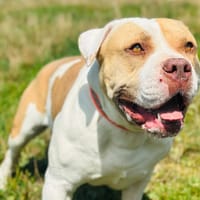 LOKY, chien à adopter