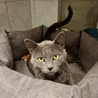 AZUKI, chat à adopter