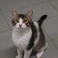 PIMBOLI, chat à adopter