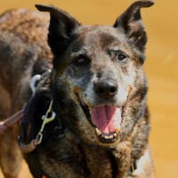 CARTOUCHE, chien à adopter