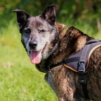 CARTOUCHE, chien à adopter